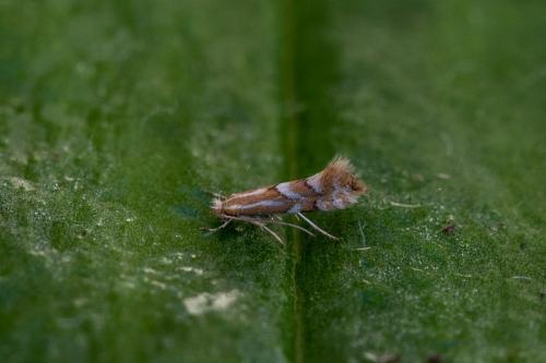 Réf. 214 224 : Phyllonorycter sp.